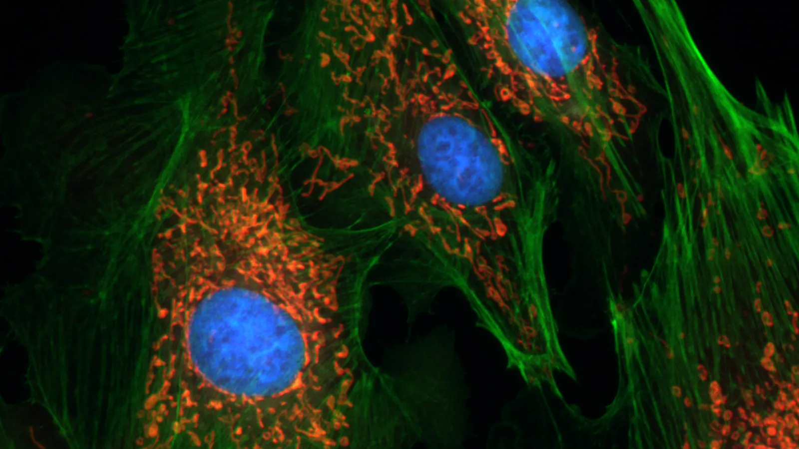 Fluorescence micrograph of cells with mitochondria stained red; MOTS-c is encoded in mitochondrial DNA