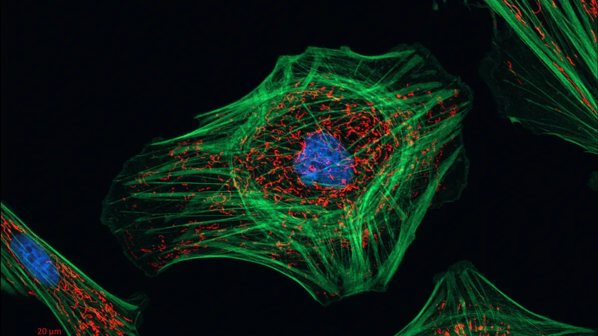 Fluorescence micrograph of fibroblasts with mitochondria in red, actin in green and nuclei in blue