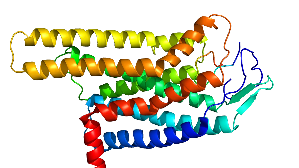 Computed ribbon model of the melanocortin-4 receptor (MC4R), a receptor studied in PT-141 (bremelanotide) research