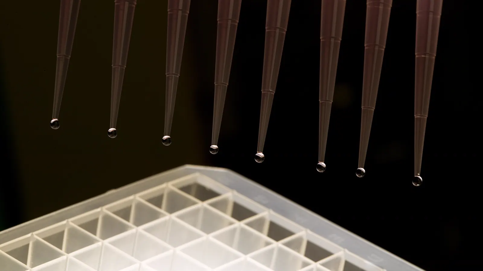 Row of pipette tips releasing drops into a microplate, the precise liquid handling used in reconstitution