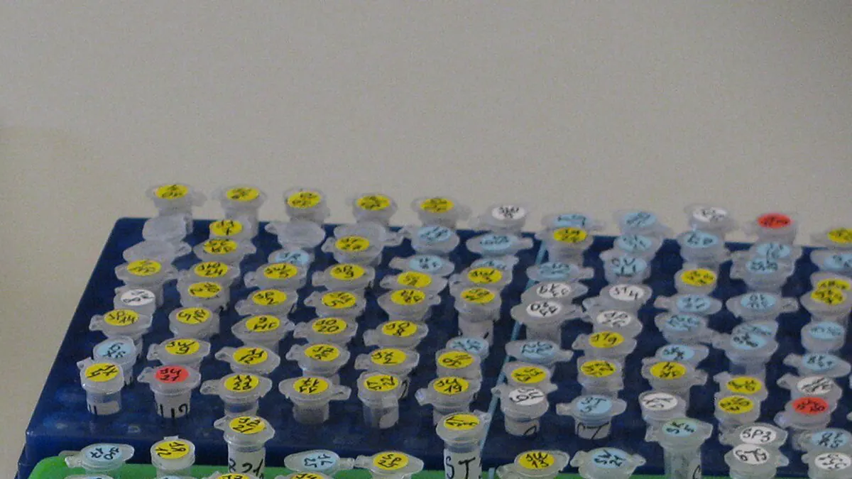 Racks of labelled microcentrifuge tubes on a laboratory bench, set out for measured liquid additions