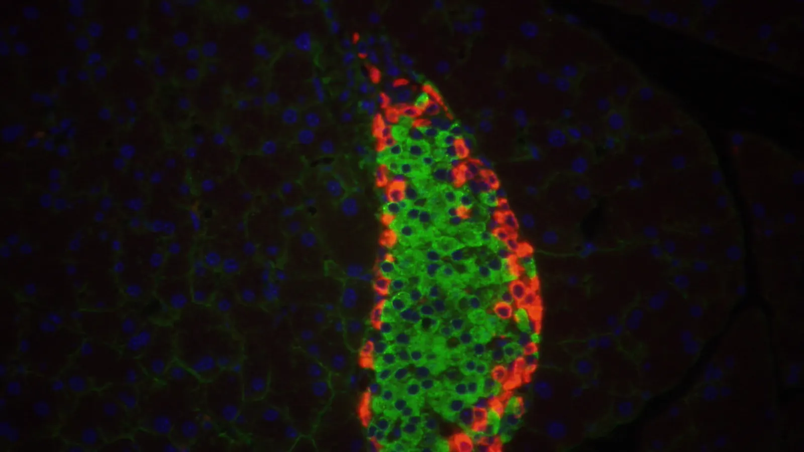 Fluorescence micrograph of a mouse pancreatic islet, tissue central to incretin and retatrutide research