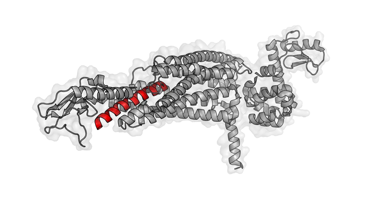 Structural model of glucagon bound to the glucagon receptor, one of the three receptors retatrutide targets